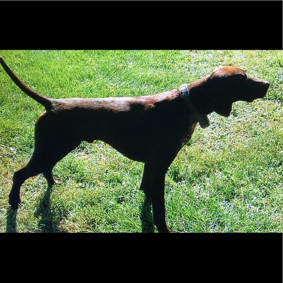 Meet your Posher, Holly - Picture 1 of 1